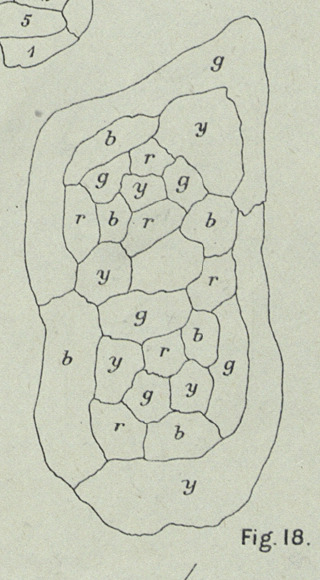Heawood's original map counterexample